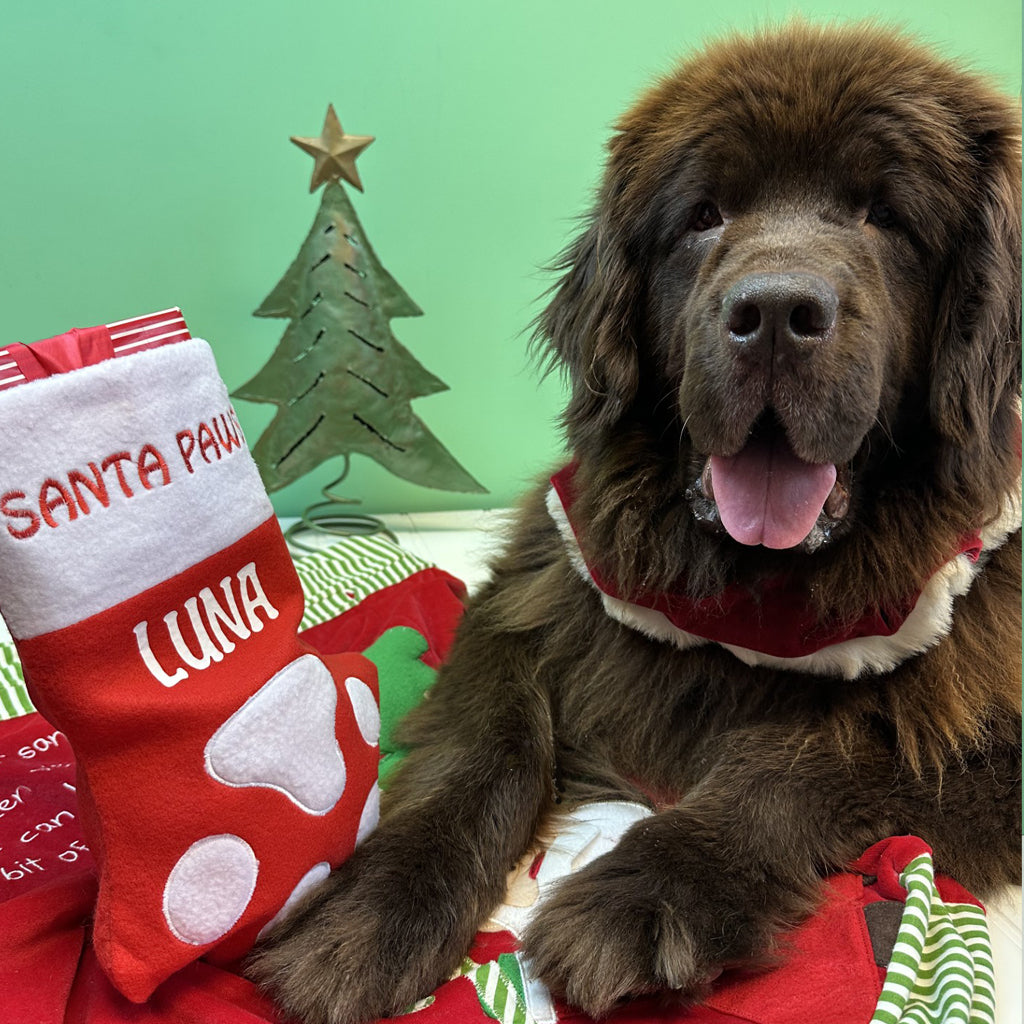 Brown Newfoundland dog with the Christmas dog stocking by their front left paw. 