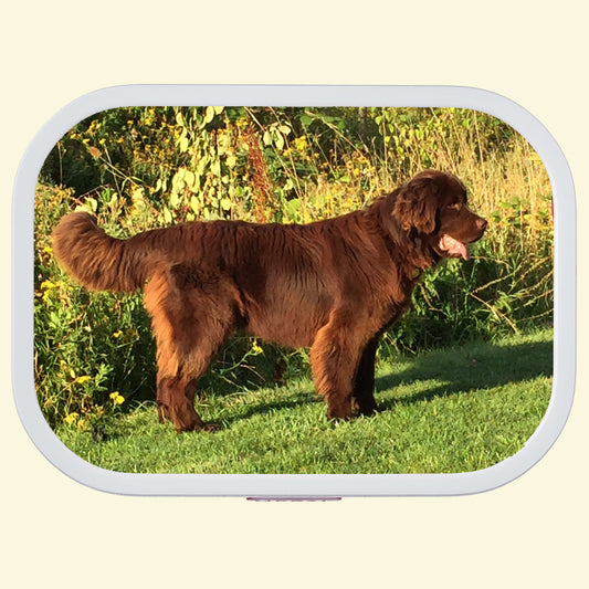 A brown Newfoundland dog printed on the front of the lunch box, with white lunchbox boarder. 